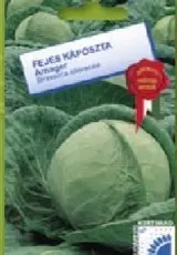Fejes káposzta Amager Fejes káposzta Amager