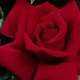 Dame De Coeur Dame De Coeur
