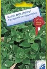 spenót Új-Zélandi spenót Új-Zélandi